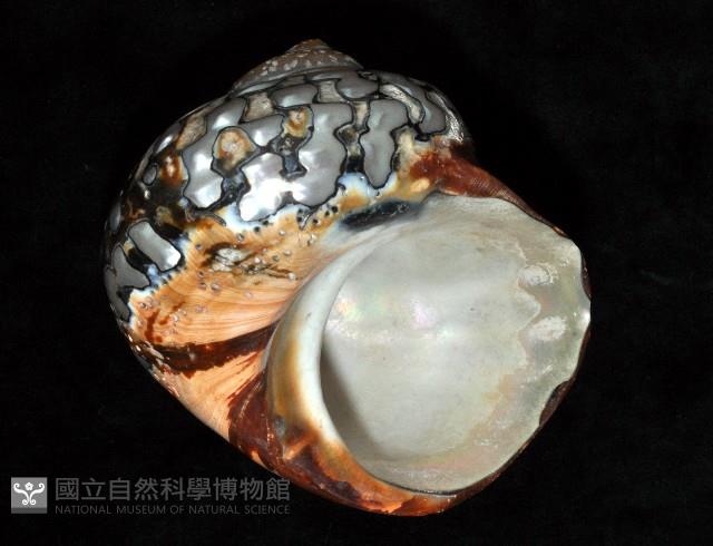 南非蠑螺藏品圖，第2張