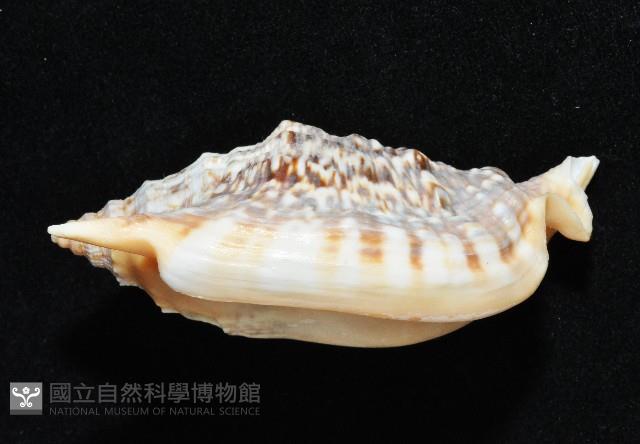 金袖鳳凰螺藏品圖，第2張