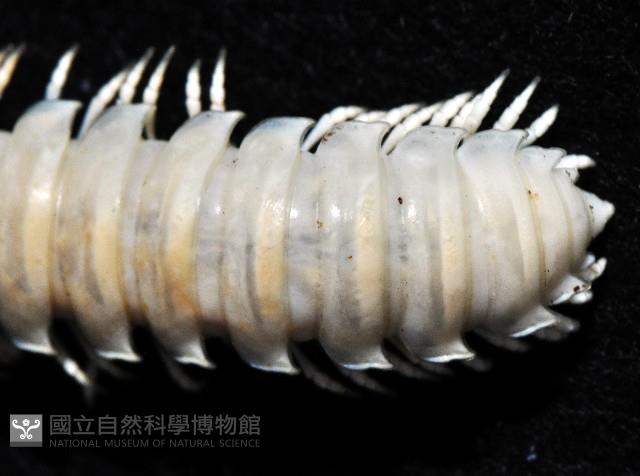 未知種琉球帶馬陸藏品圖，第2張