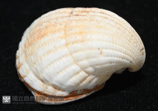 三角雞心蛤藏品圖，第2張
