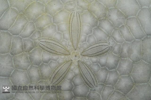 裂邊毛餅海膽藏品圖，第2張