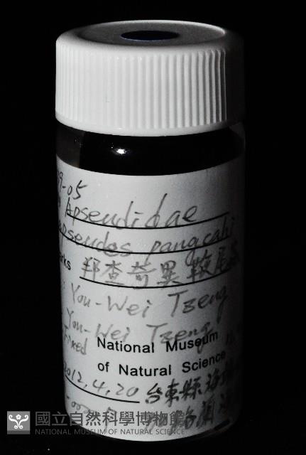 邦查奇異鞭尾蟲(新種)藏品圖，第2張