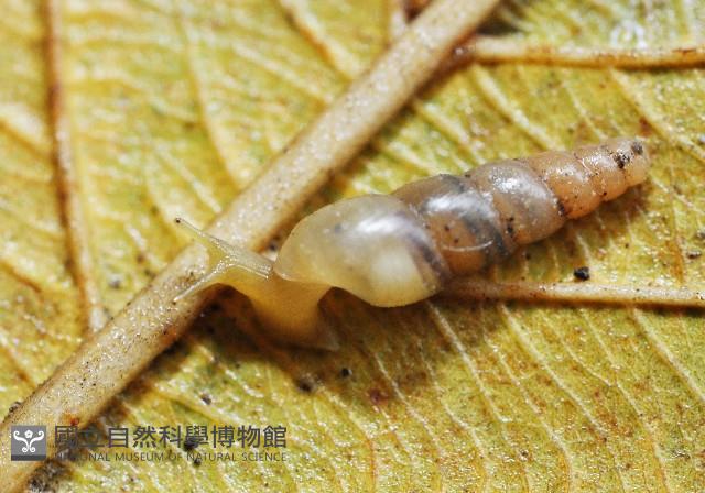 大錐蝸牛藏品圖，第2張