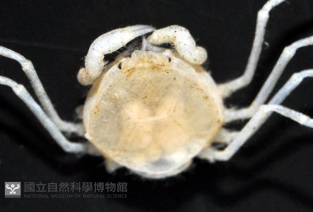 齊柏林新尖額蟹藏品圖，第2張