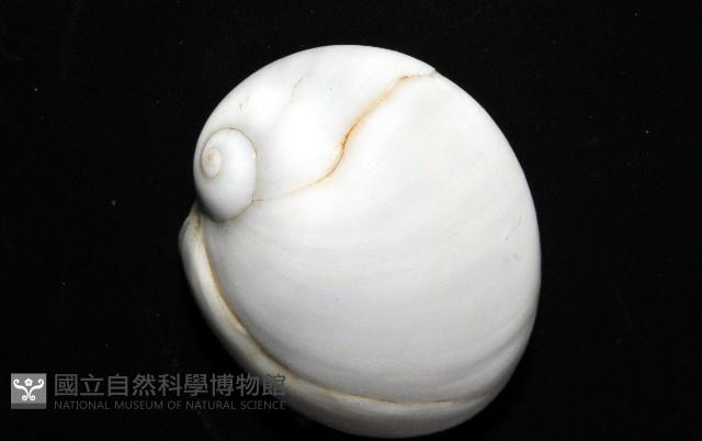 未知種無臍玉螺 1藏品圖，第2張