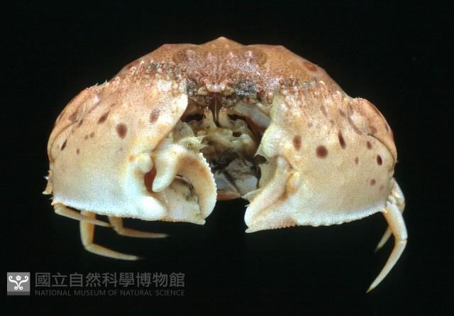卷折饅頭蟹藏品圖，第2張