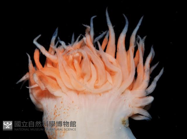 未知種海葵(海葵目)藏品圖，第2張