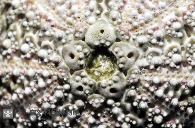 秀麗刻孔海膽藏品圖，第2張