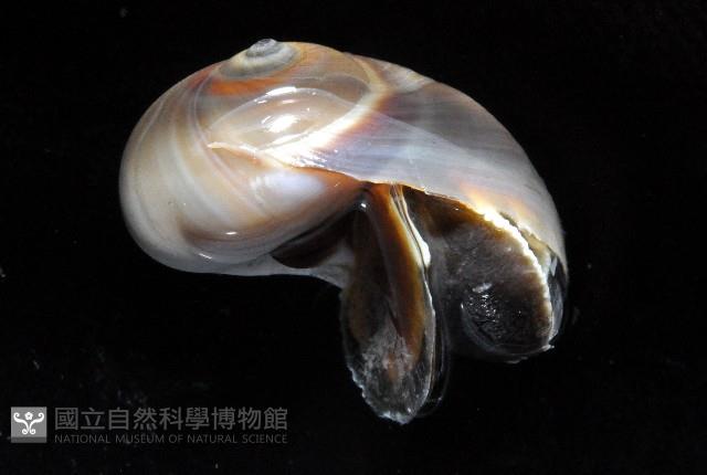 大玉螺藏品圖，第2張