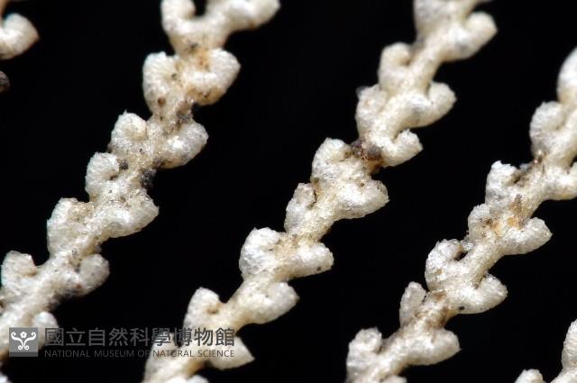未知種深海原軟珊瑚藏品圖，第2張