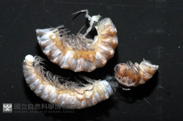 葉狀東京泡馬陸藏品圖，第2張