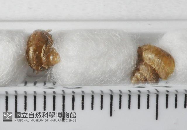 張氏東洋蝸藏品圖，第2張