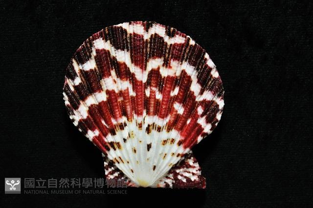油畫海扇蛤藏品圖，第2張