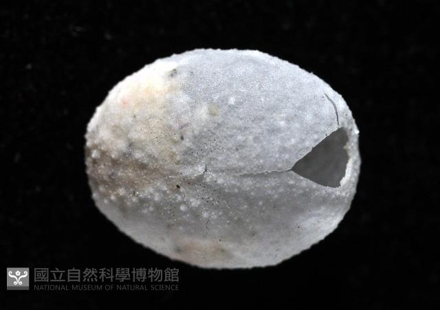 心形海壺藏品圖，第2張