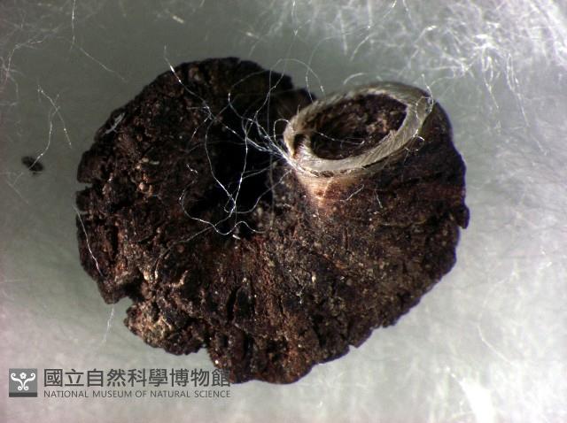 蘭嶼小山蝸牛藏品圖，第2張