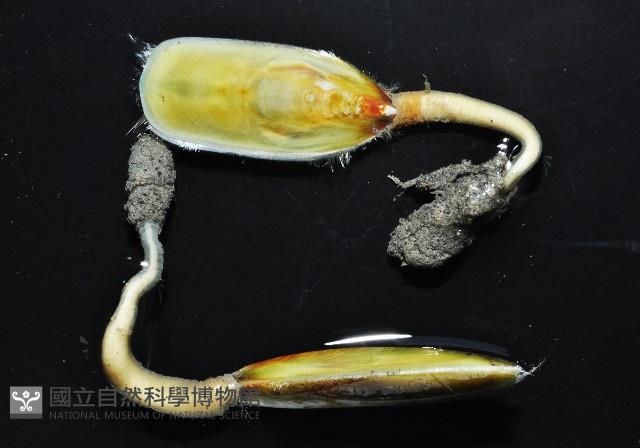 亞氏海豆芽藏品圖，第2張