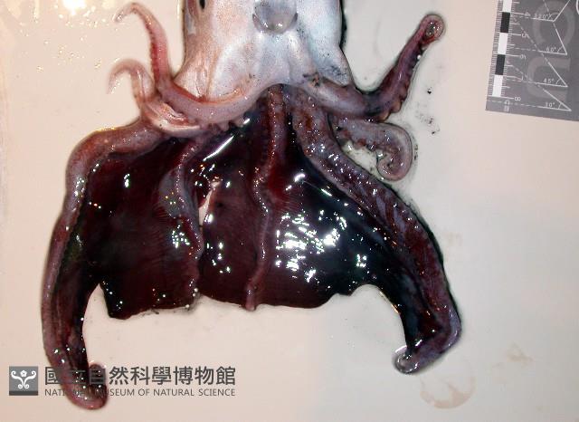 印太水孔蛸藏品圖，第2張