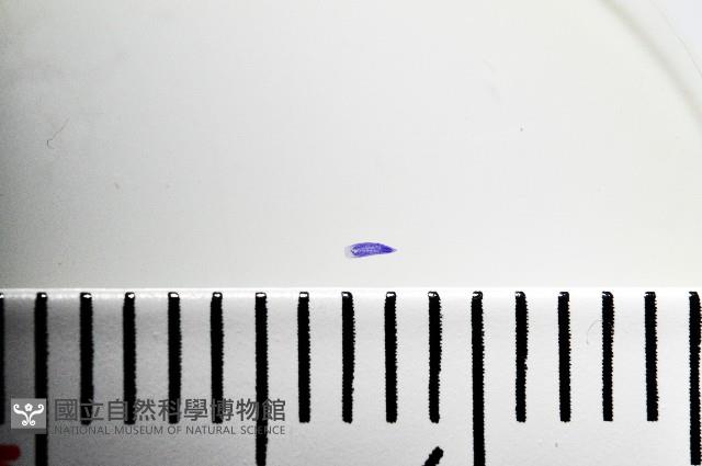 新種棘槽絛蟲藏品圖，第2張