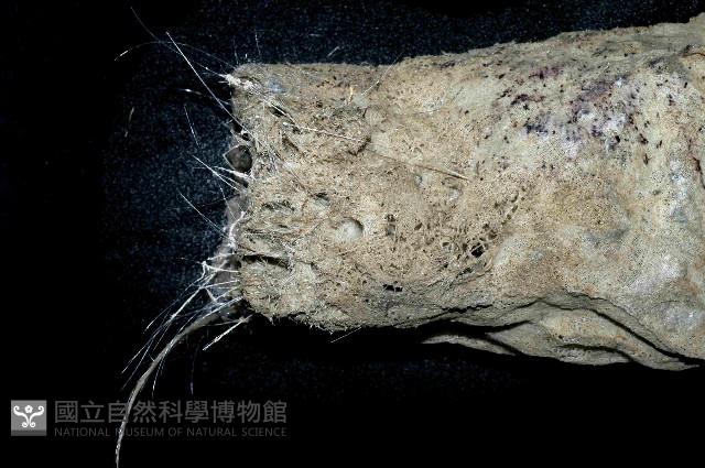 未知種棍棒海綿藏品圖，第2張