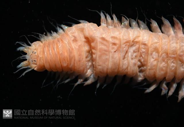 未知種沙蠶藏品圖，第2張