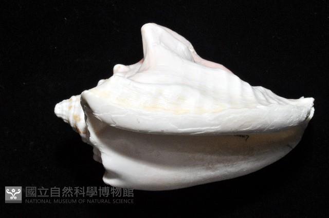 乳白鳳凰螺藏品圖，第2張