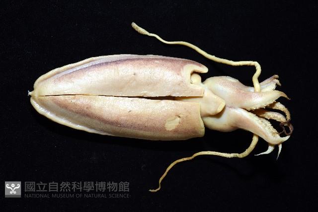 細腕(狹足)烏賊藏品圖，第2張