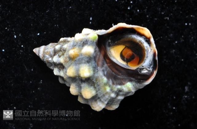 顆粒玉黍螺藏品圖，第2張