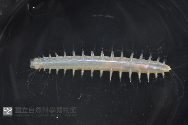 未知種海女蟲藏品圖，第2張