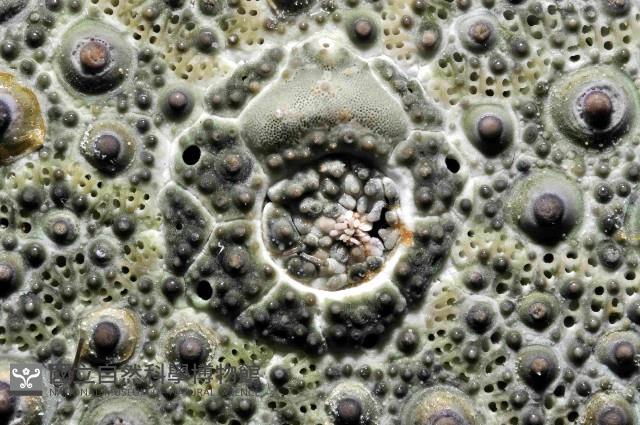 紫海膽藏品圖，第2張