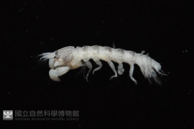 東界原足蟲藏品圖，第2張