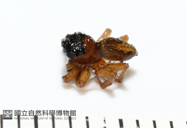 安德遜蠅虎藏品圖，第2張