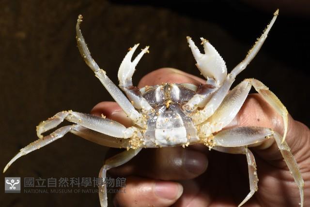 角眼沙蟹藏品圖，第2張