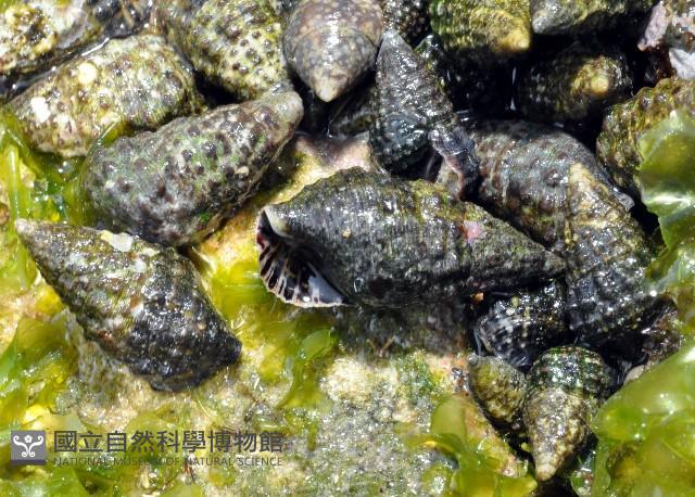 黑瘤海蜷藏品圖，第2張