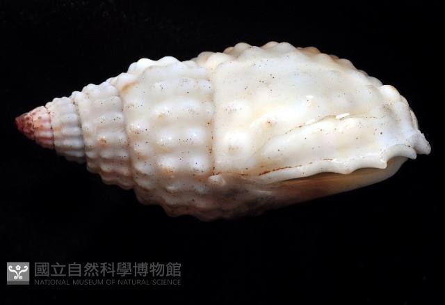 疣織紋螺藏品圖，第2張