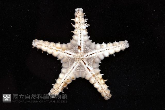 玉緣棘角海星(紫氏麗海星)藏品圖，第2張