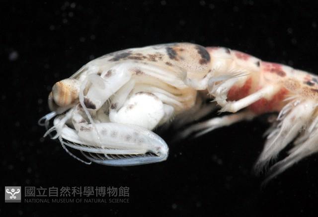 豹斑幼嫩蝦蛄藏品圖，第2張