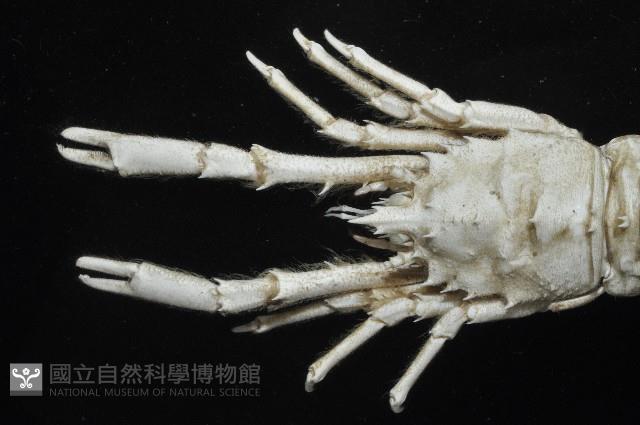 臺灣仿刺鎧蝦藏品圖，第2張