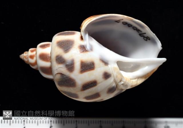 開氏鳳螺藏品圖，第2張