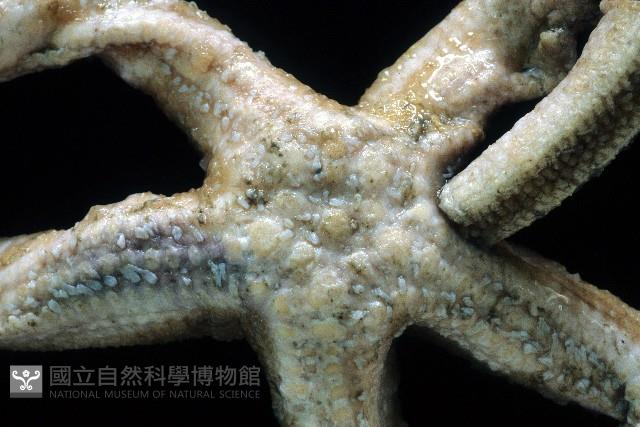 未知種正海星藏品圖，第2張
