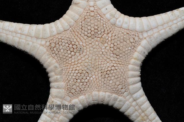 櫛仿角海星藏品圖，第2張