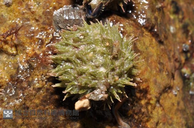 馬糞海膽藏品圖，第2張