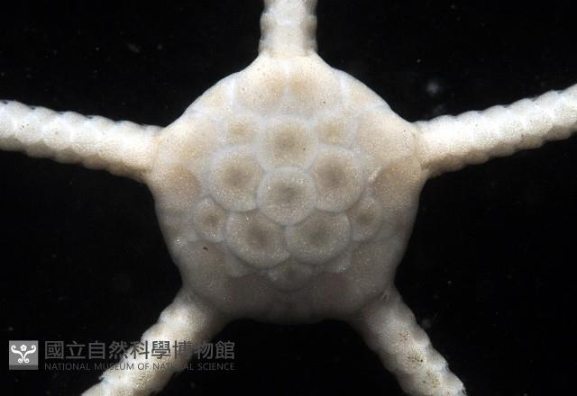 深海粗蛇尾藏品圖，第2張