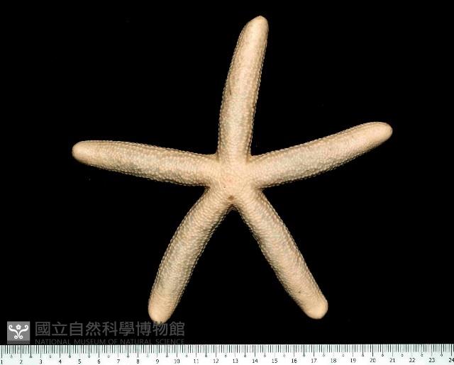藍指海星藏品圖，第2張
