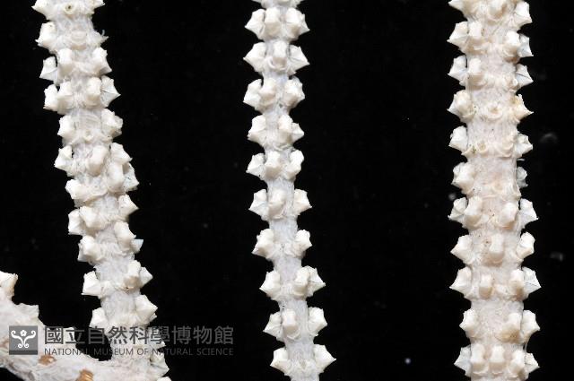 深海原軟珊瑚之一種藏品圖，第2張