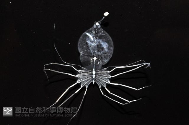 未知種礁岩扇蝦藏品圖，第2張