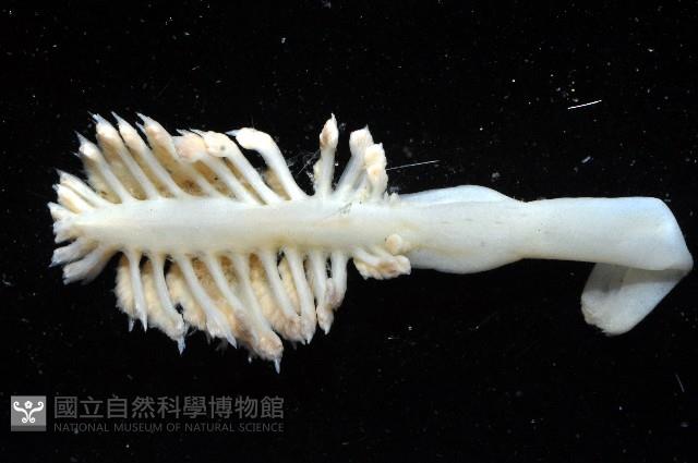 未知種棘海鰓藏品圖，第2張