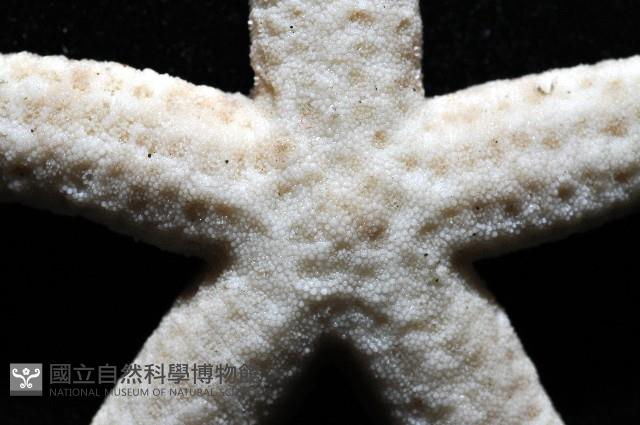 顆粒蛇海星藏品圖，第2張
