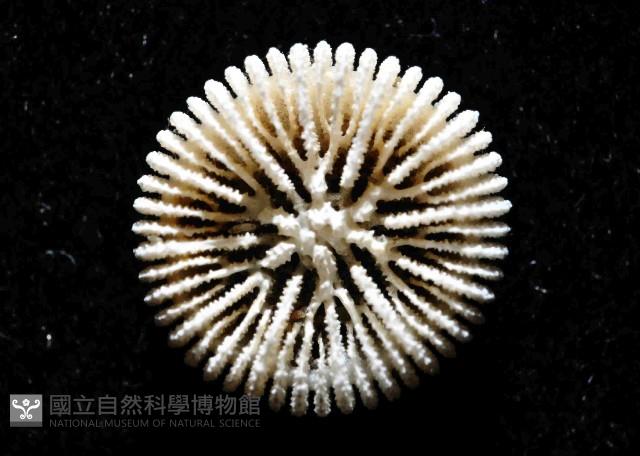 東方角葵珊瑚(暫譯)藏品圖，第2張