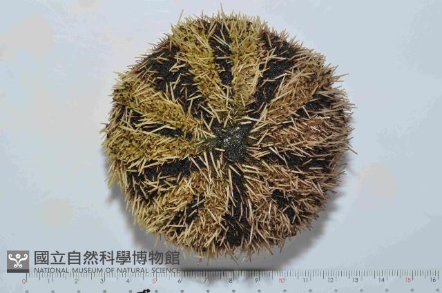 白棘三列海膽藏品圖，第2張