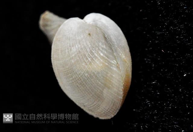 春福杓蛤藏品圖，第2張
